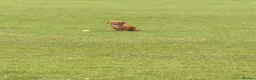 Mixed Breed dogs for sale: Sweenie  - Advert 3