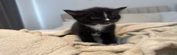 Turkish Angora cats for sale: 1 REMAINING Beautiful TurkishAngora Cross Kittens  - Advert 35