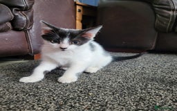 British Shorthair cats for sale: Beautiful kittens for sale  - Image 5
