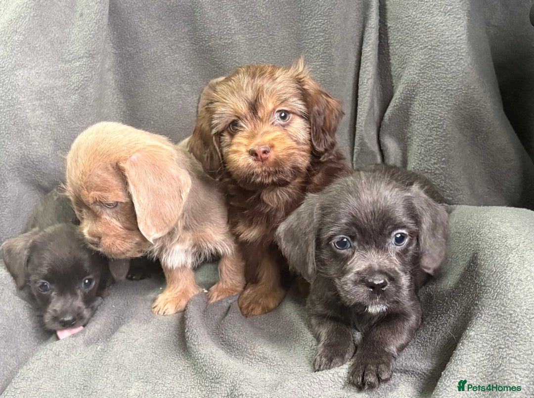Mixed Breed dogs for sale: LOVELY LITTER OF SCHWEENIES  - Advert 5