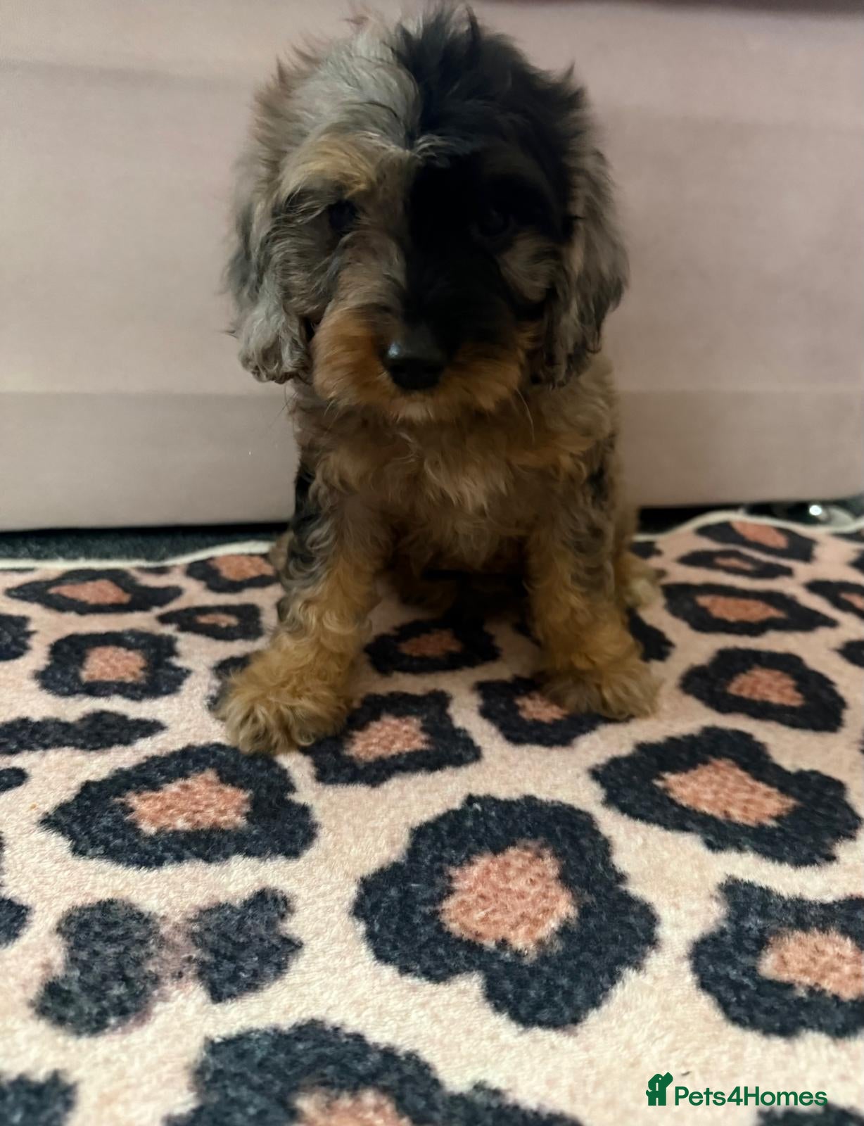 Cockapoo dogs Beautiful puppies - Advert 3