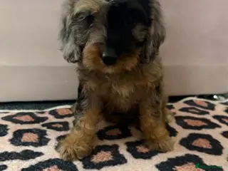 Cockapoo dogs Beautiful puppies - Advert 3