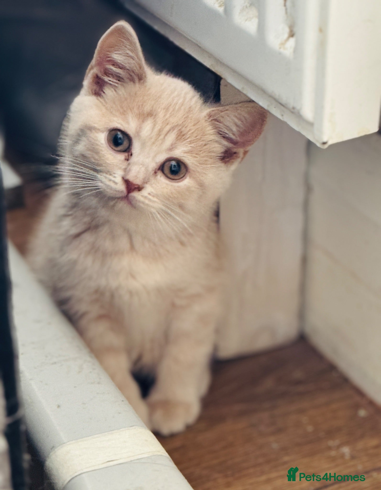 British Shorthair cats Beautiful Cream British Shorthair Kitten  - Advert 4