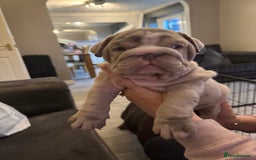 English Bulldog dogs for sale: Bettie & 007 babies short compact   - Image 4