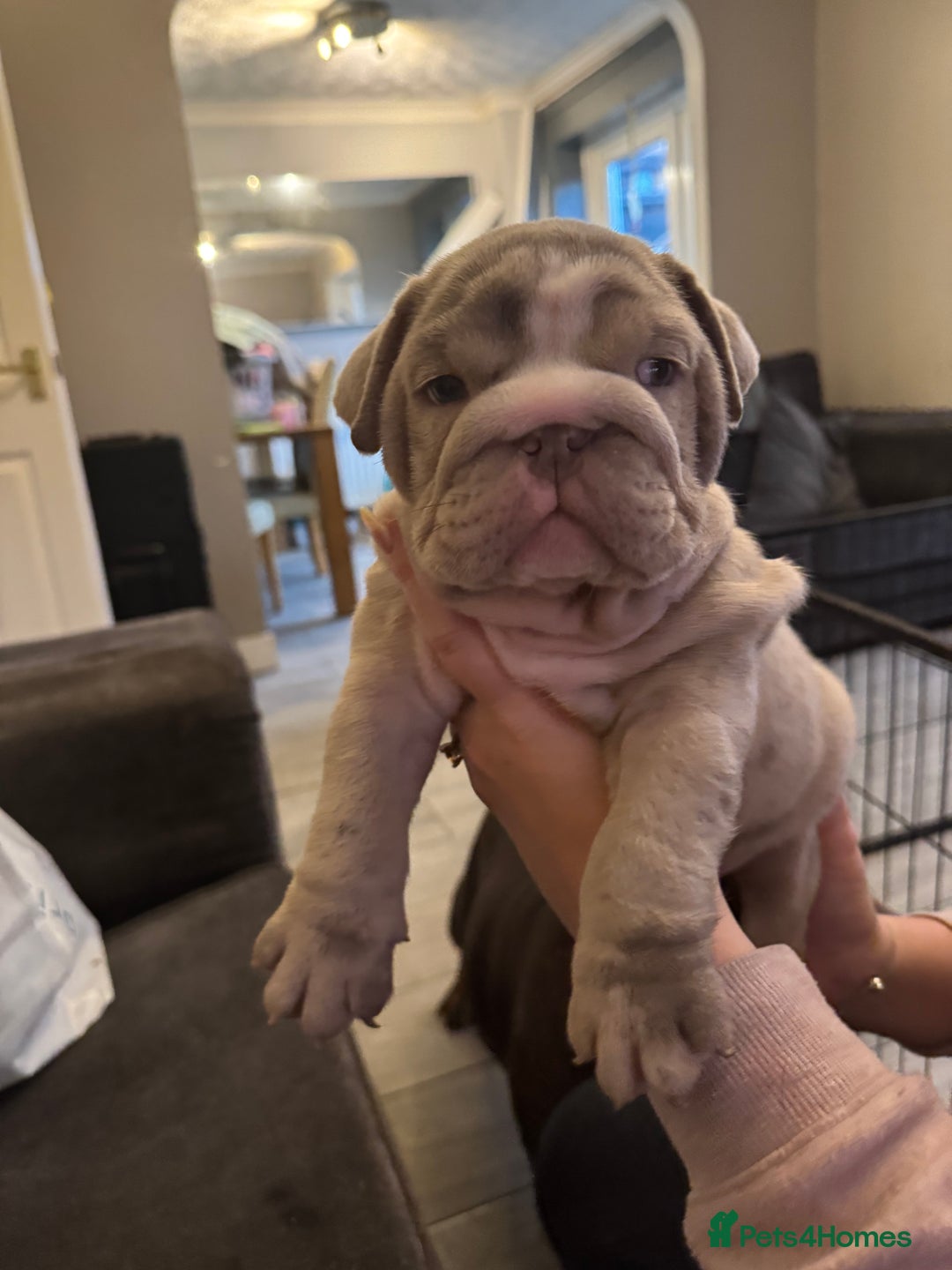 English Bulldog dogs for sale: Bettie & 007 babies short compact   - Image 4