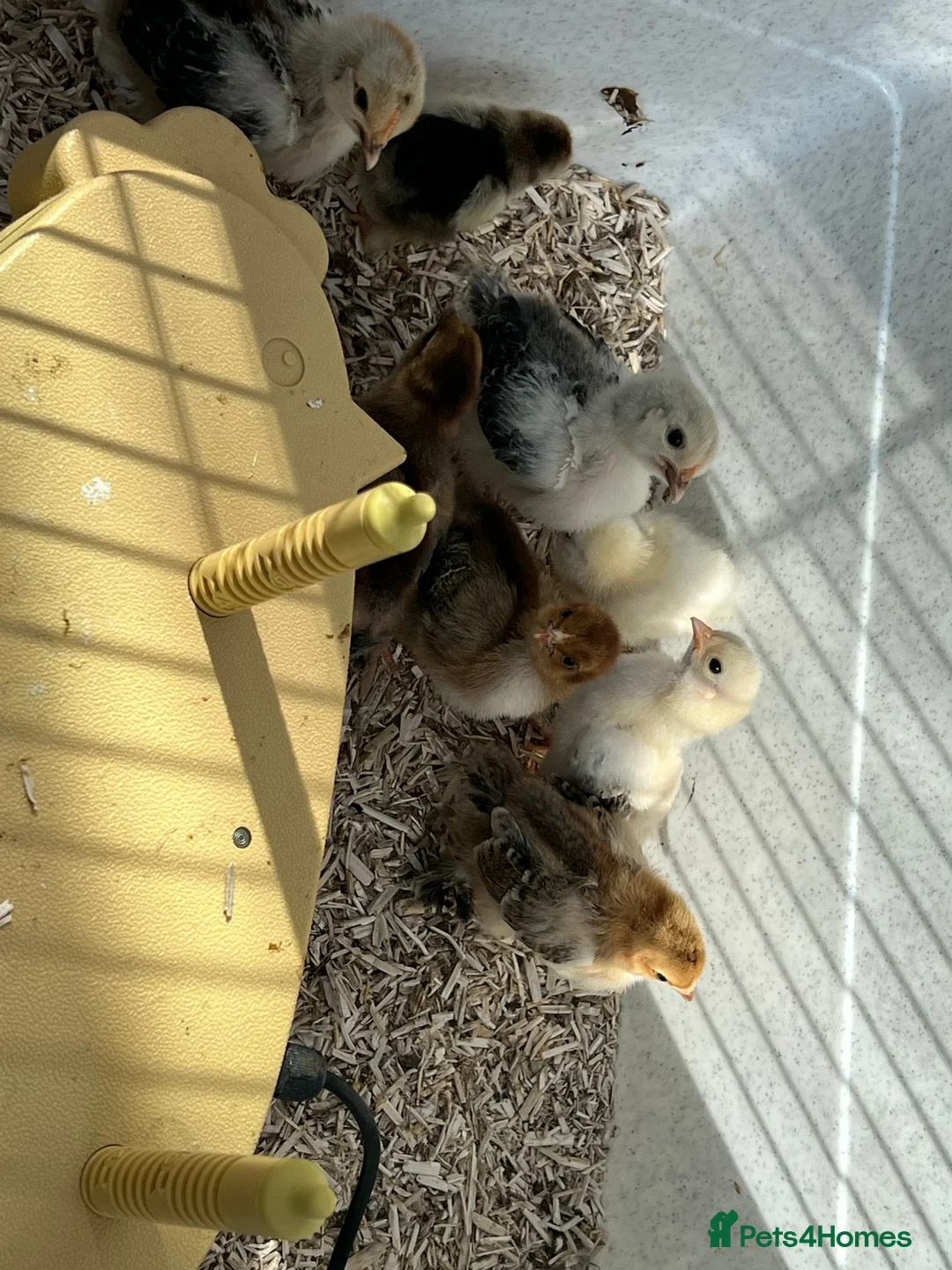 Chickens poultry for sale: 2 week old Pekin Bantams in Petersfield - Advert 5