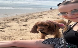 Cocker Spaniel dogs for sale: Meet Daisy – looking for her forever home❤️ - Advert 15