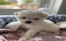 Maltipoo dogs for sale: Beautiful F1 Maltipoos - Image 2