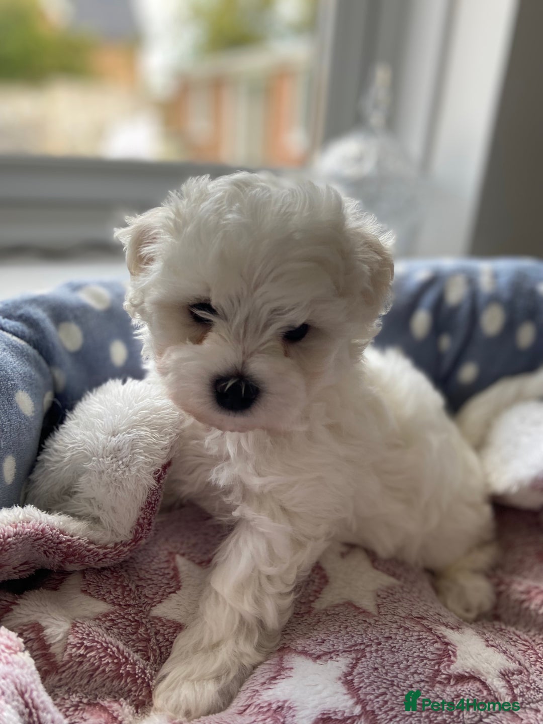 Maltipoo dogs for sale: Beautiful F1 Maltipoos - Image 2