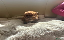 Shih Tzu dogs for sale: Shih tzu cross Yorkshire terrier - Image 22