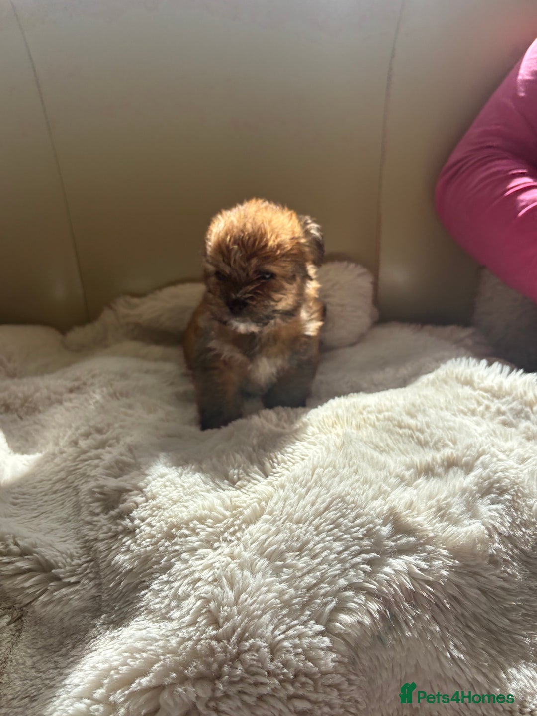 Shih Tzu dogs for sale: Shih tzu cross Yorkshire terrier - Image 22