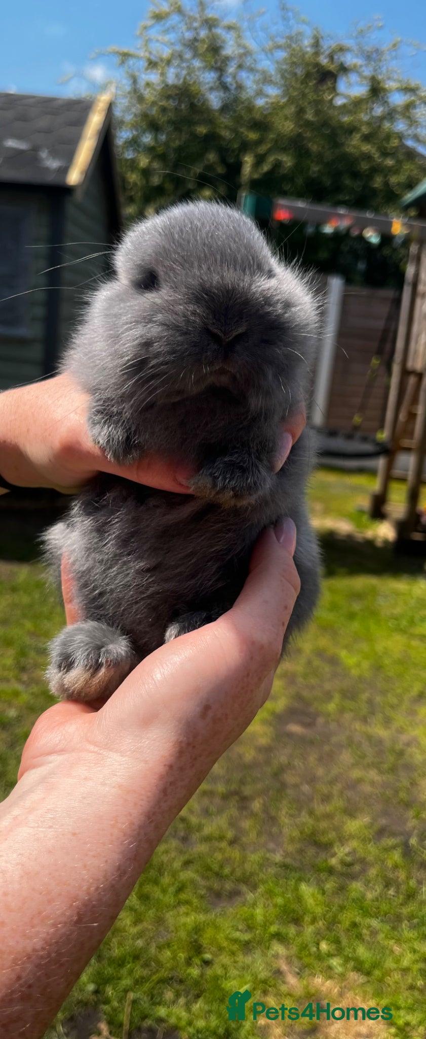 Dwarf Lop rabbits for sale: Dwarf x lop bunnies  in Stoke-on-Trent - Advert 6