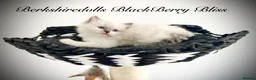 Ragdoll cats for sale: Gorgeous kittens with true ragdoll character - Advert 11
