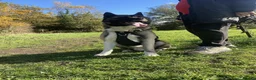 Akita dogs for sale: 3 YEAR OLD MALE AKITA - Advert 2