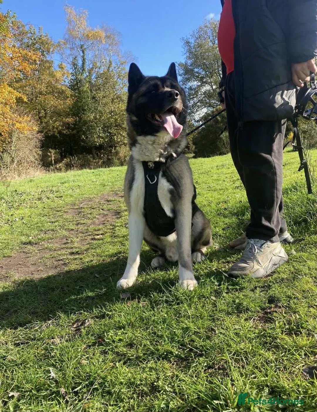 Akita dogs for sale: 3 YEAR OLD MALE AKITA - Advert 2