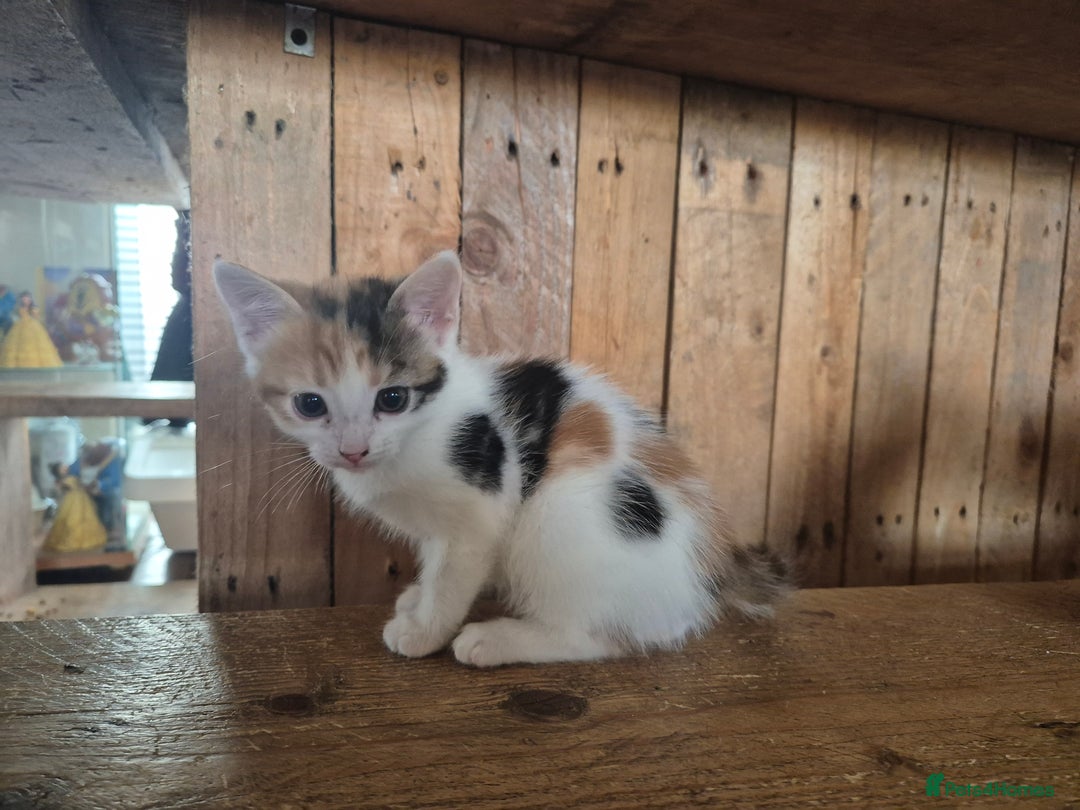 Domestic Shorthair cats for sale: Beautiful family raised kittens  - Image 10