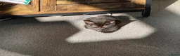Mixed Breed cats for sale: 2 Beautiful Kittens ready for their forever home - Advert 7