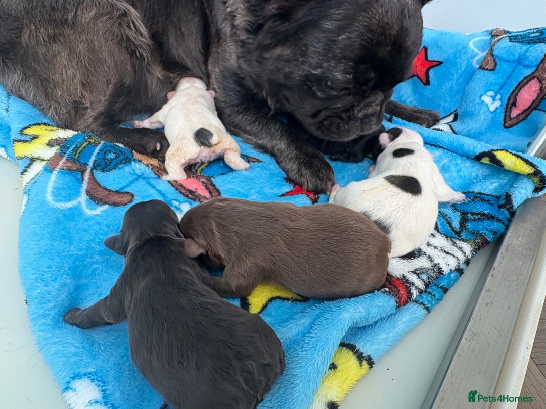 French Bulldog dogs for sale: KC fluffy French bulldog puppies - Image 8