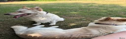 German Shepherd dogs for sale: Apricot/Cream GSD FEMALE  - Advert 28