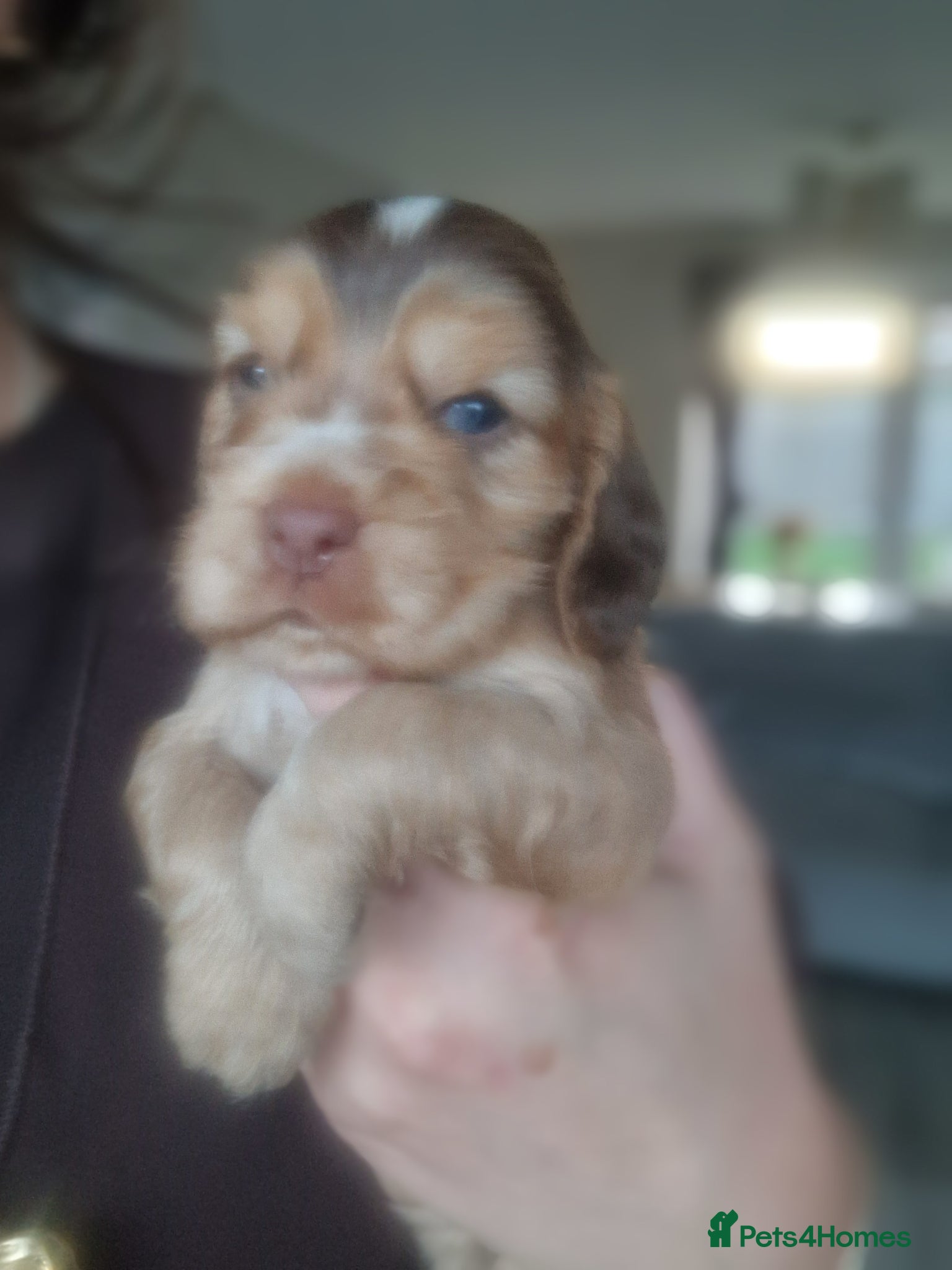 Cocker Spaniel dogs !!KC Registered Beautiful Cocker Spaniels!!!  - Advert 3