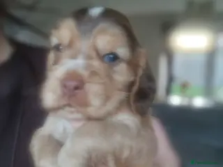 Cocker Spaniel dogs !!KC Registered Beautiful show Cocker Spaniels!!! - Advert 6