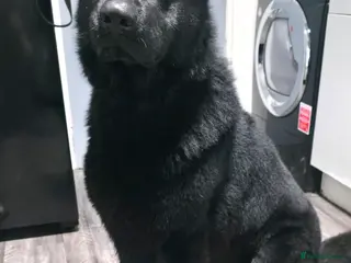 German Shepherd dogs Looking for their forever homes, 3 GSD females - Advert 10