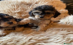 Cockapoo dogs for sale: F1 SABLE COCKAPOOS. - Image 6