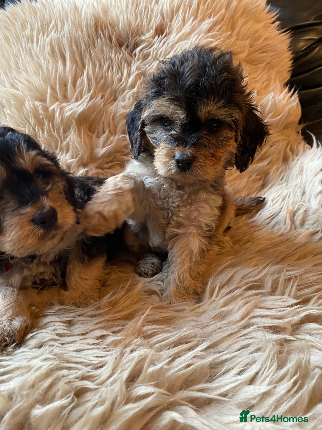 Cockapoo dogs for sale: F1 SABLE COCKAPOOS. - Image 6
