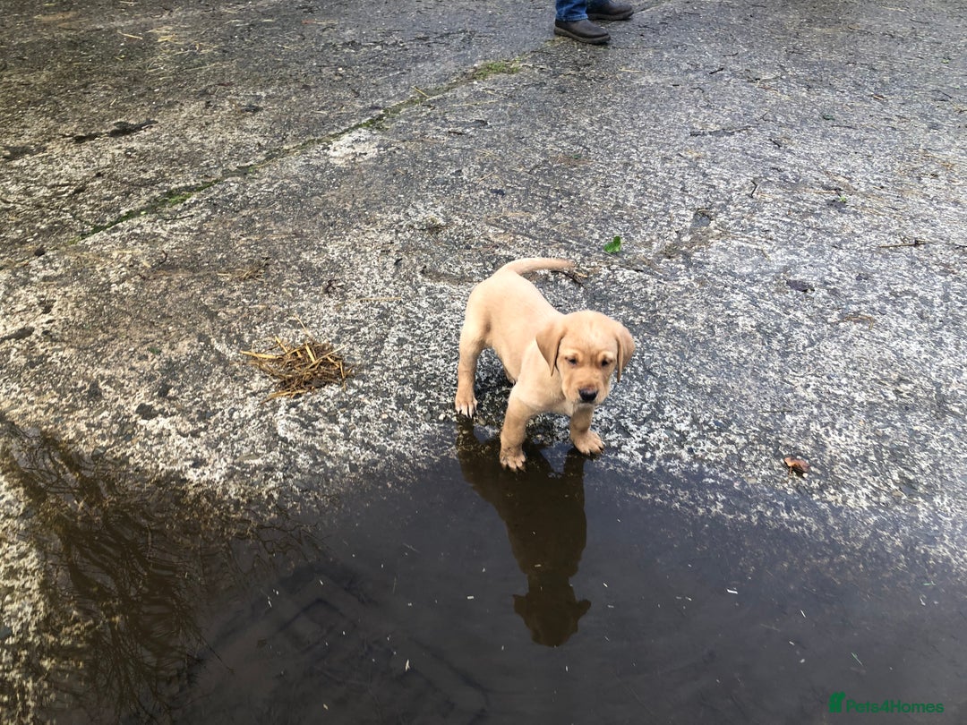 Labrador Retriever dogs for sale: Kc registered Labrador puppies(2 remaining) - Advert 8