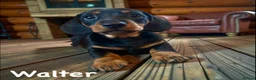 Miniature Dachshund dogs for sale: OUTSTANDING INSTAGRAM MINI DACHSHUNDS  - Advert 26