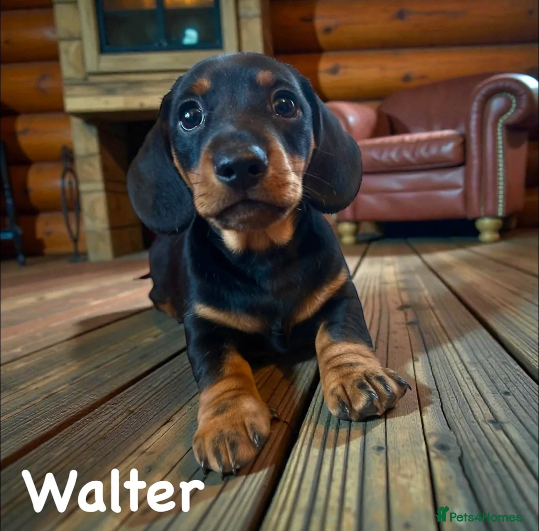 Miniature Dachshund dogs for sale: OUTSTANDING INSTAGRAM MINI DACHSHUNDS  - Advert 26