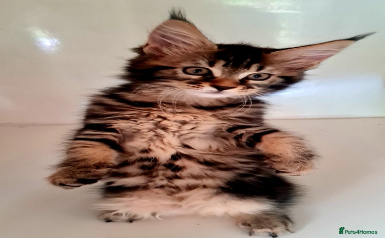Maine Coon cats - Advert 1