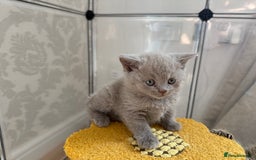 British Shorthair cats for sale: Pedigree British shorthair kittens ready in 2 week - Image 7