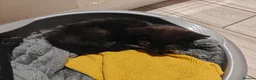 Mixed Breed cats for sale: Adorable kittens - Advert 14