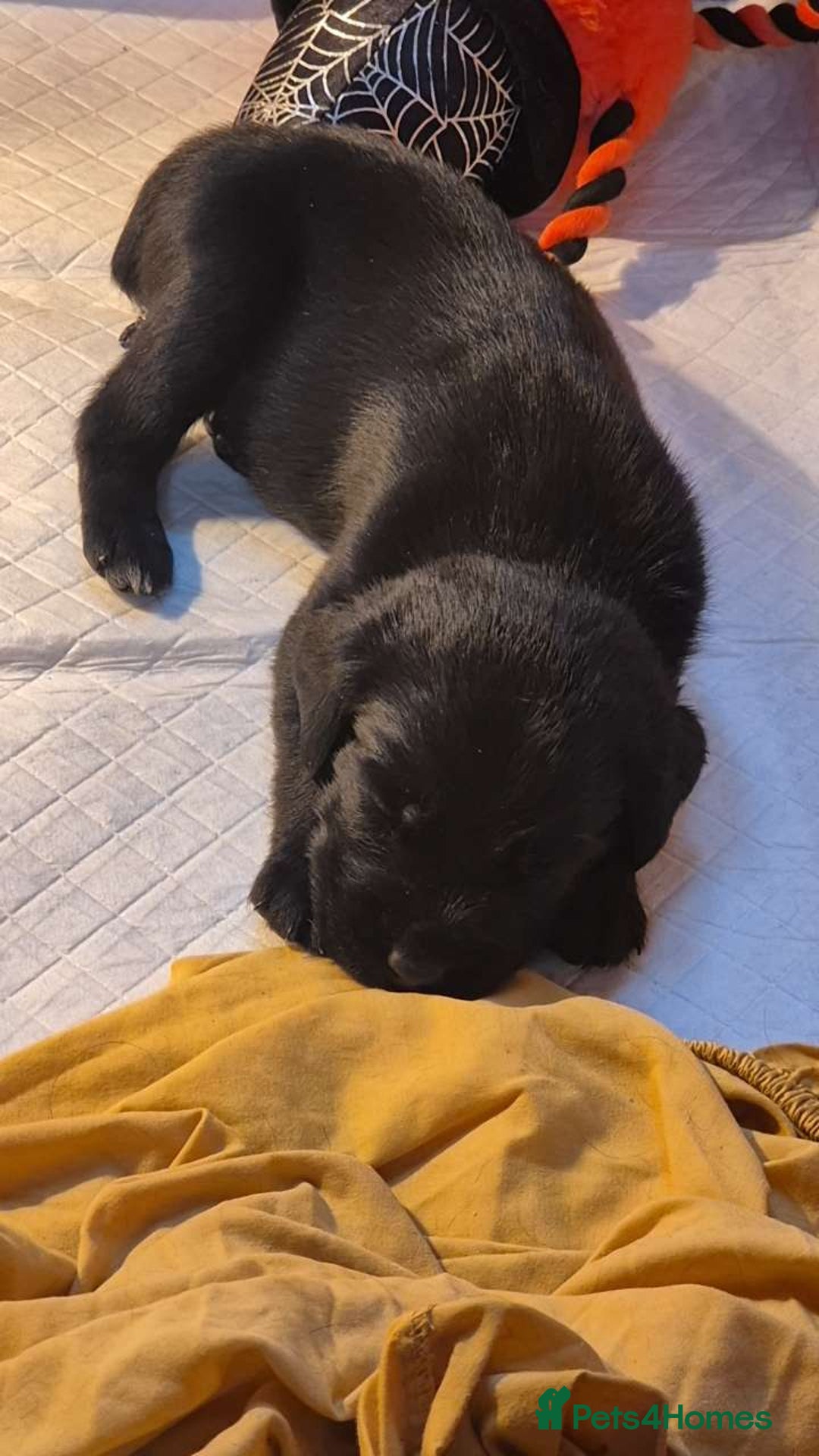 Mixed Breed dogs for sale: German Wirehaired Pointer x Springer Spaniel Pups - Advert 3