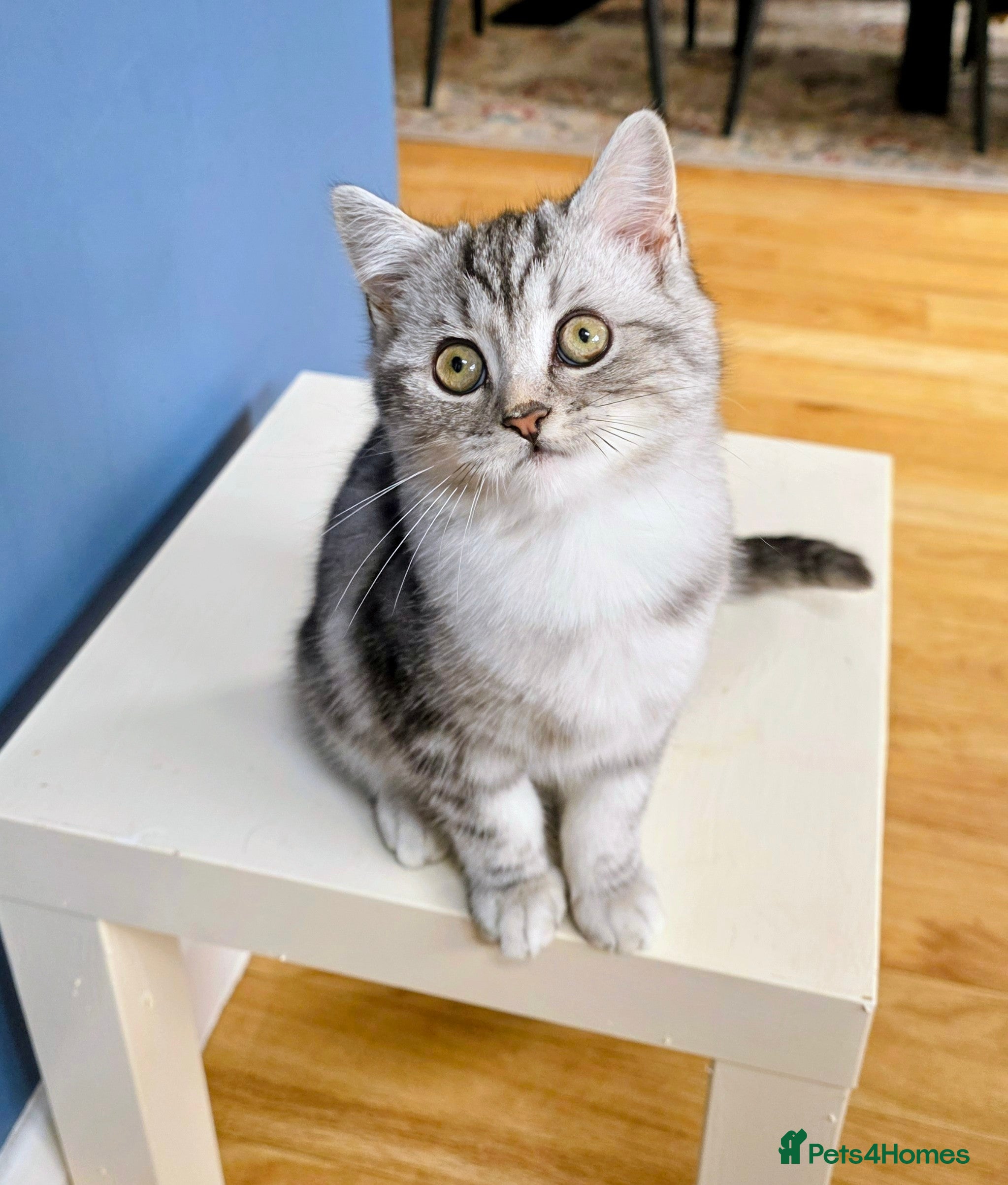 Persian cats Persian Chinchilla Silver - Advert 2