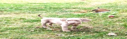 Weimaraner dogs for sale: 💫Reduced Price KC Litter💫 - Advert 11