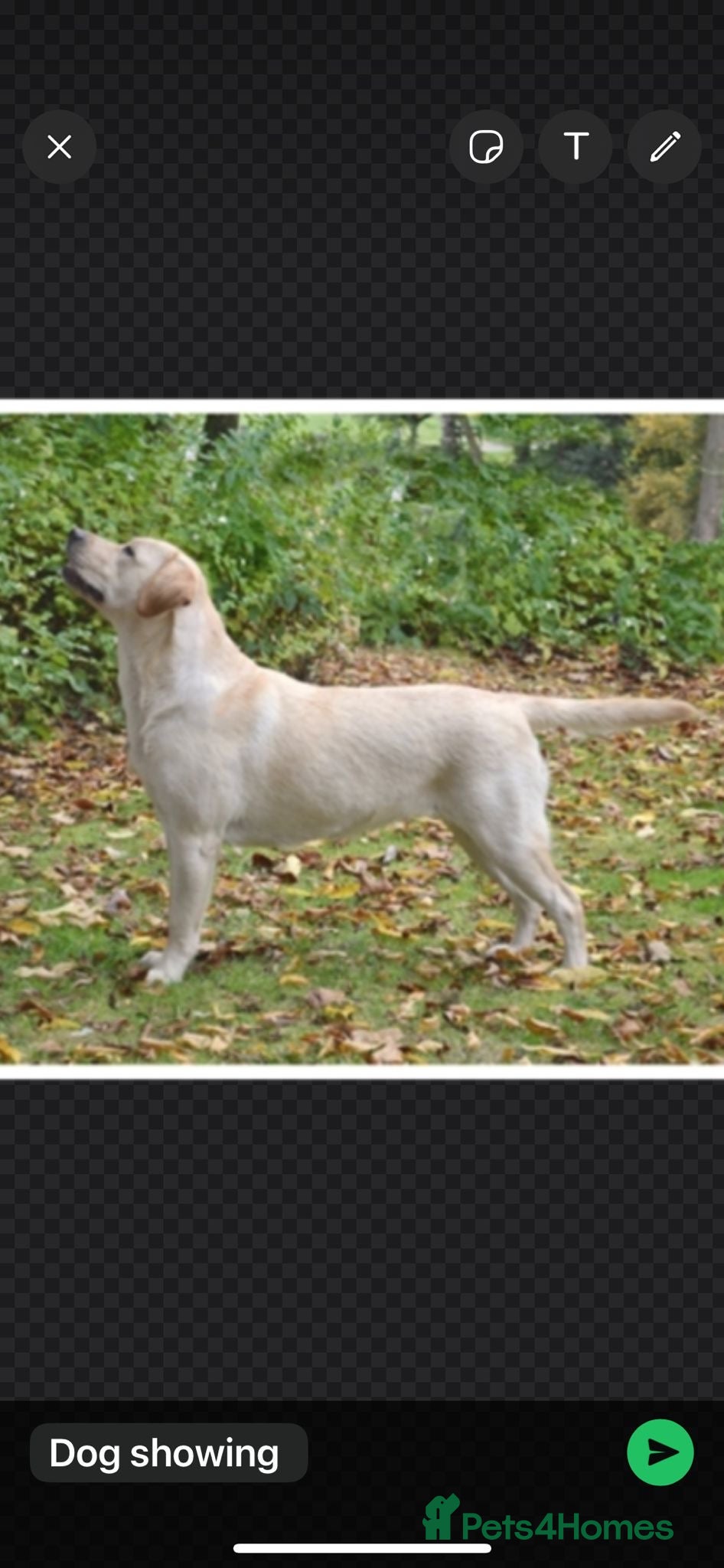 Labrador Retriever dogs for sale: Super chunky puppies - Advert 1