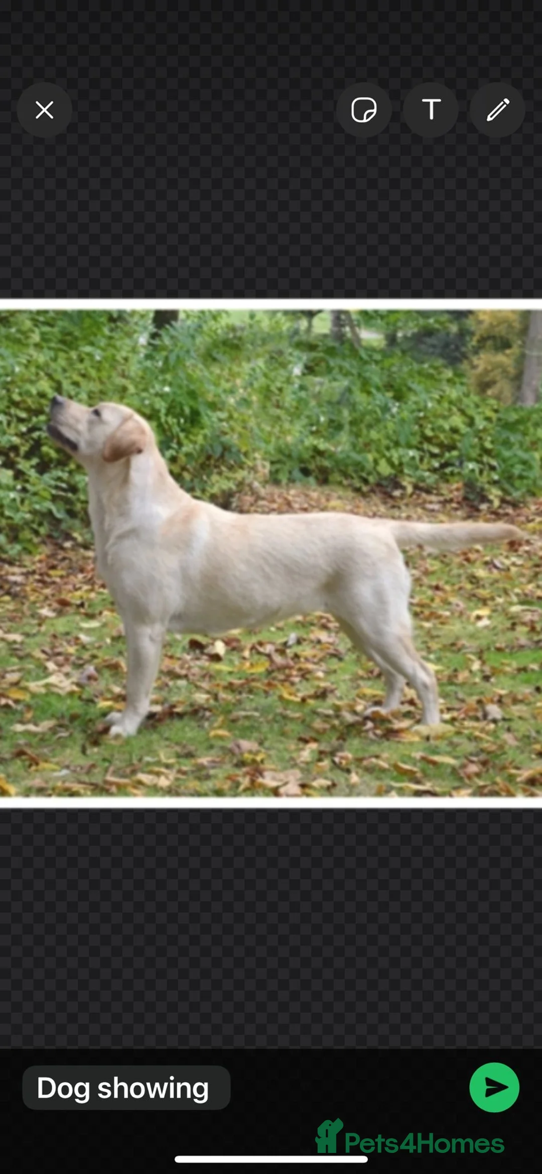 Labrador Retriever dogs for sale: Super chunky puppies - Advert 1