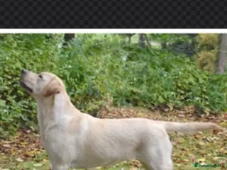 Labrador Retriever dogs for sale: Super chunky puppies - Advert 3