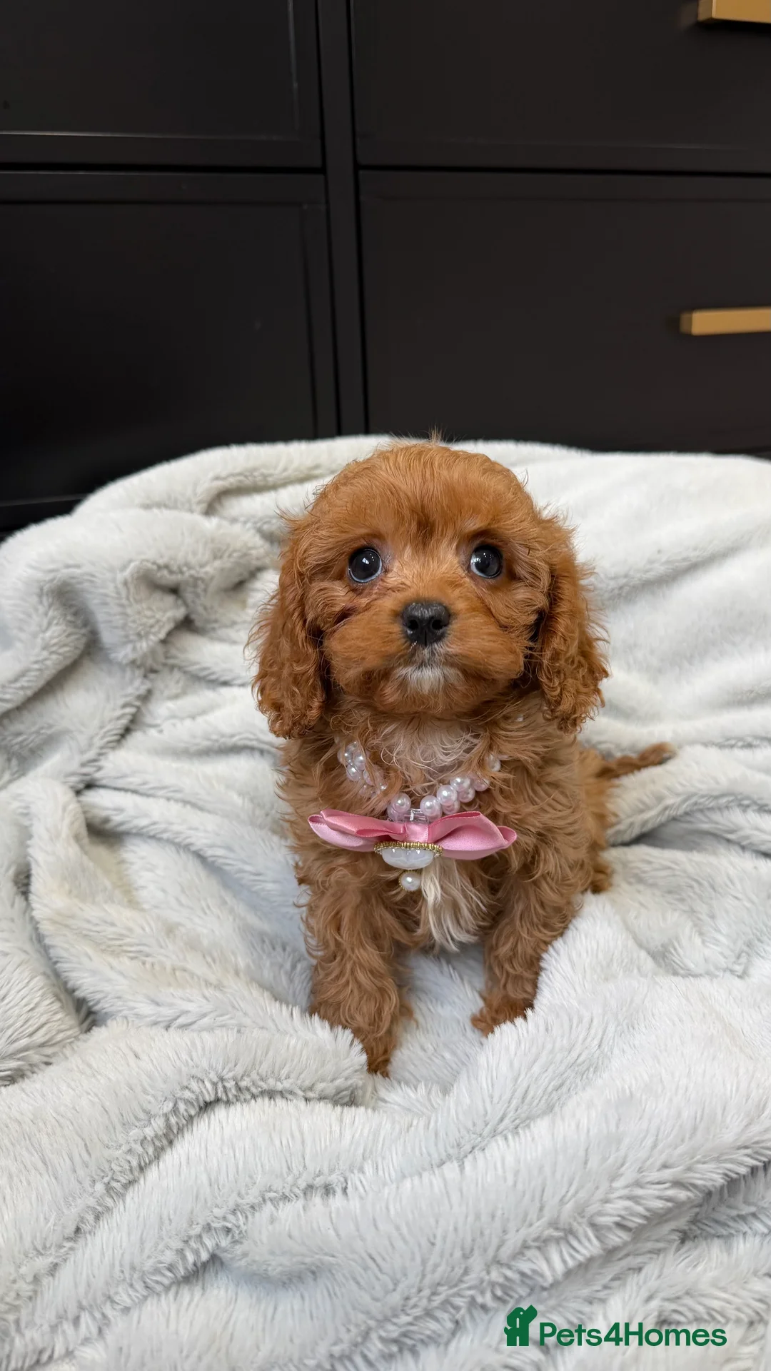 Cavapoo dogs for sale: Last red girl 8 weeks old now  - Advert 2