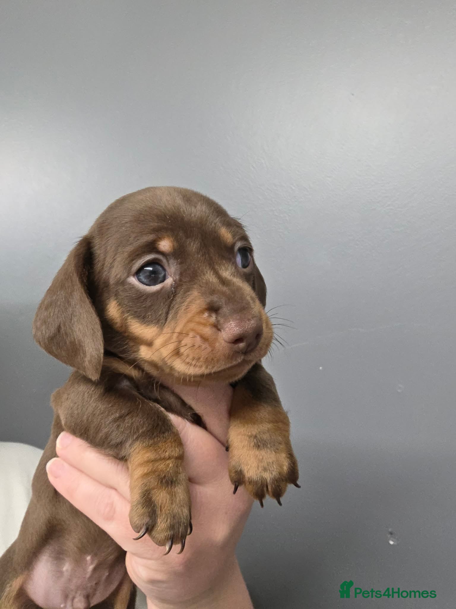 Miniature Dachshund dogs Miniature dachshund pups - Advert 5