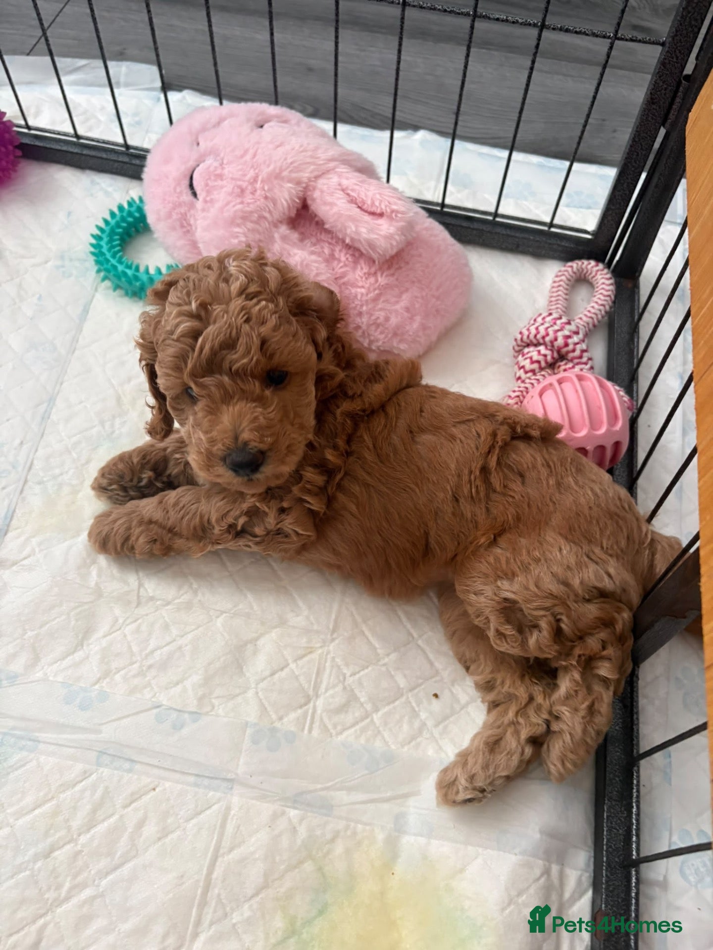 Toy Poodle dogs 🐾✨ Toy Poodle Puppies ✨🐾 - Advert 2