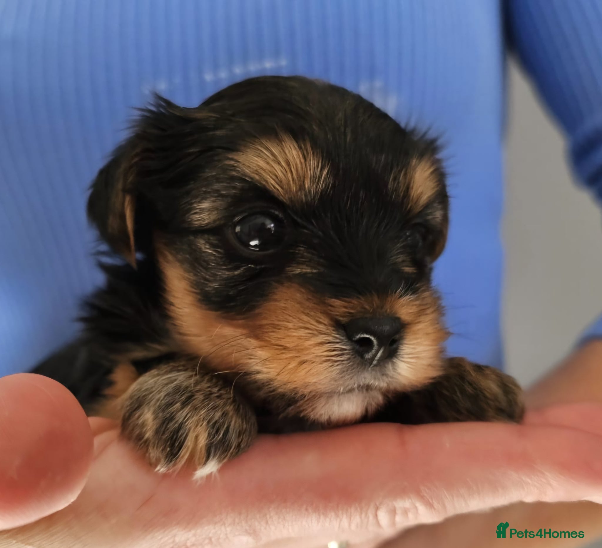 Yorkshire Terrier dogs Ultra Mini Yorkshire terrier puppy. - Advert 13