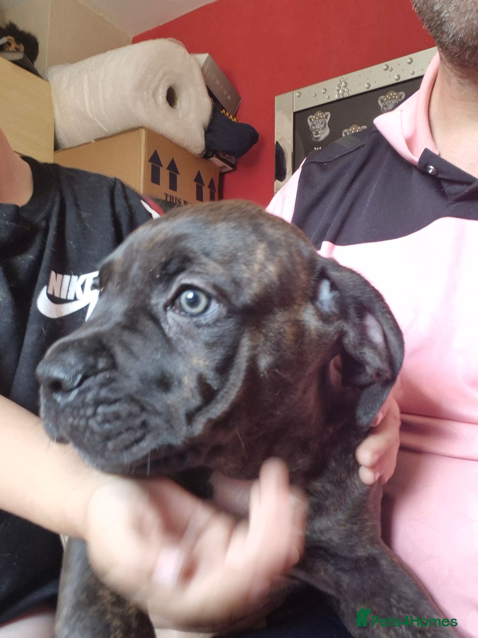 Cane Corso dogs Cane corso pups - Advert 1