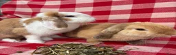 Mini Lop rabbits for sale: Gorgeous Mini Lops  - Advert 4