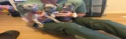 Whippet dogs for sale: Exceptional litter of KC whippets - Advert 11