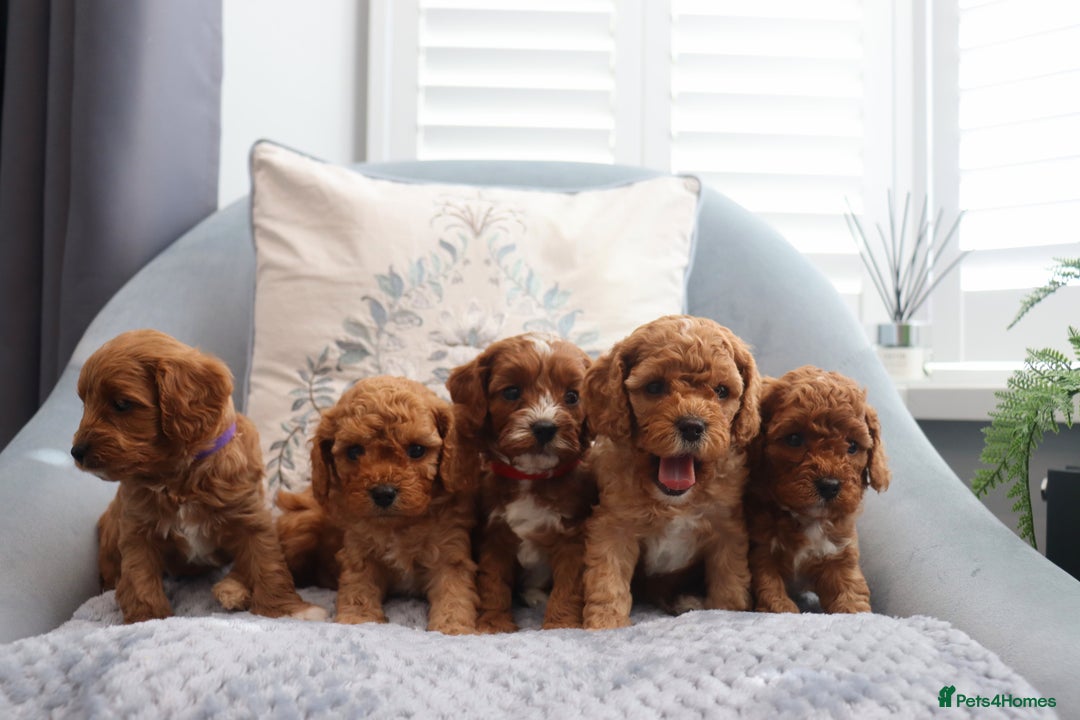 Cavapoochon dogs for sale: Beautiful Cavapoochons looking for forever homes - Image 17