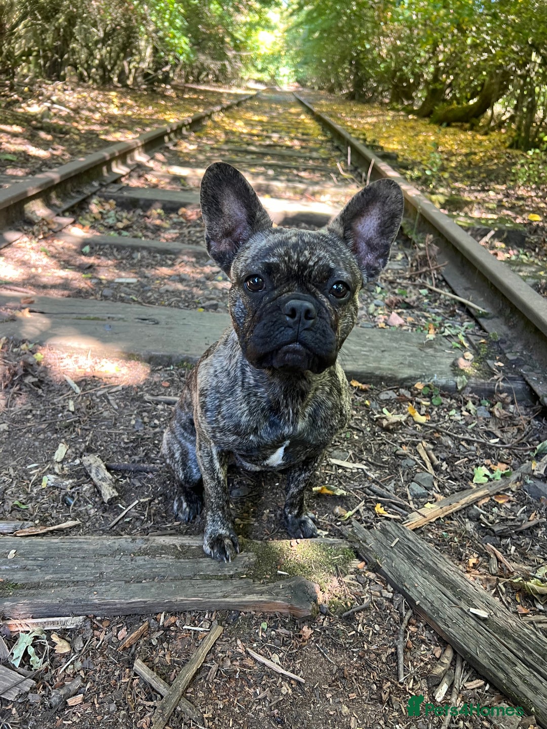 French Bulldog dogs for sale: French bulldog - Image 3