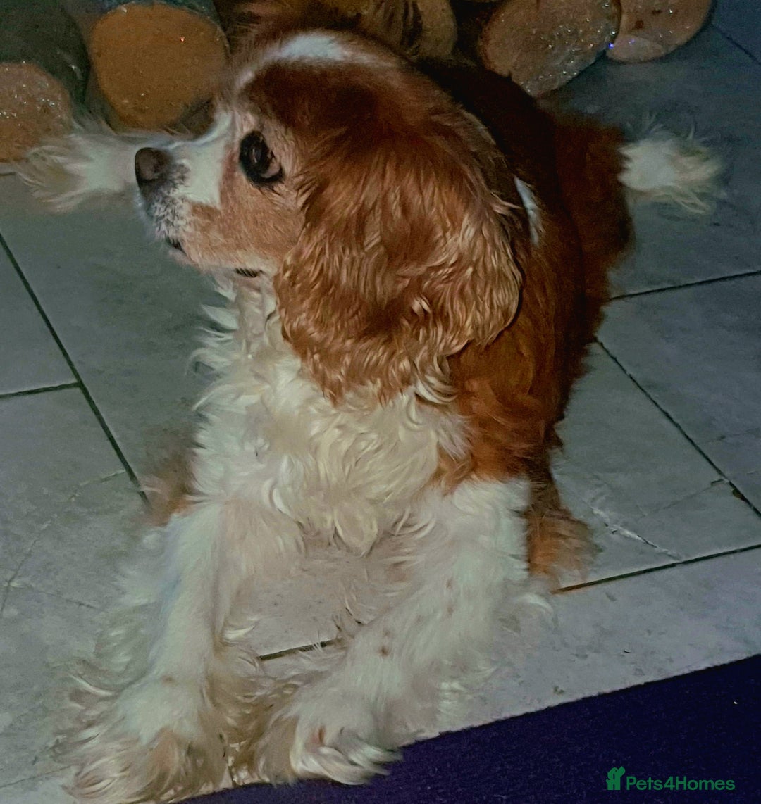 Cavalier King Charles Spaniel dogs for sale: Beautiful king's Chevalier spaniel  - Image 7